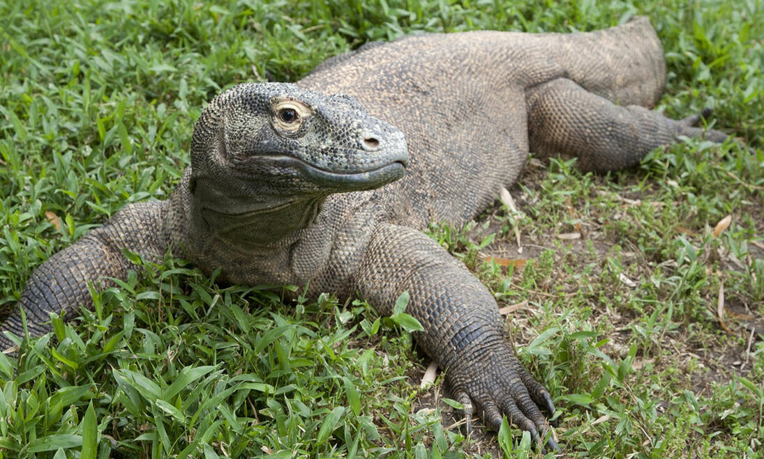 KOMODO DRAGON